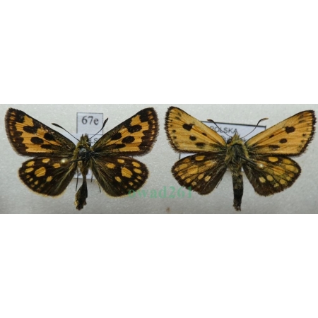 Carterocephalus silvicola (Meigen, 1829) pair Kosternik leśniak Poland67e
